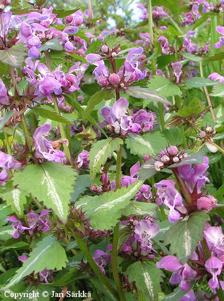 Lamium maculatum hopeatplpeippi